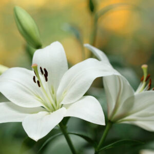 Beautiful whilte lilly stem